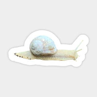 Snail Sticker